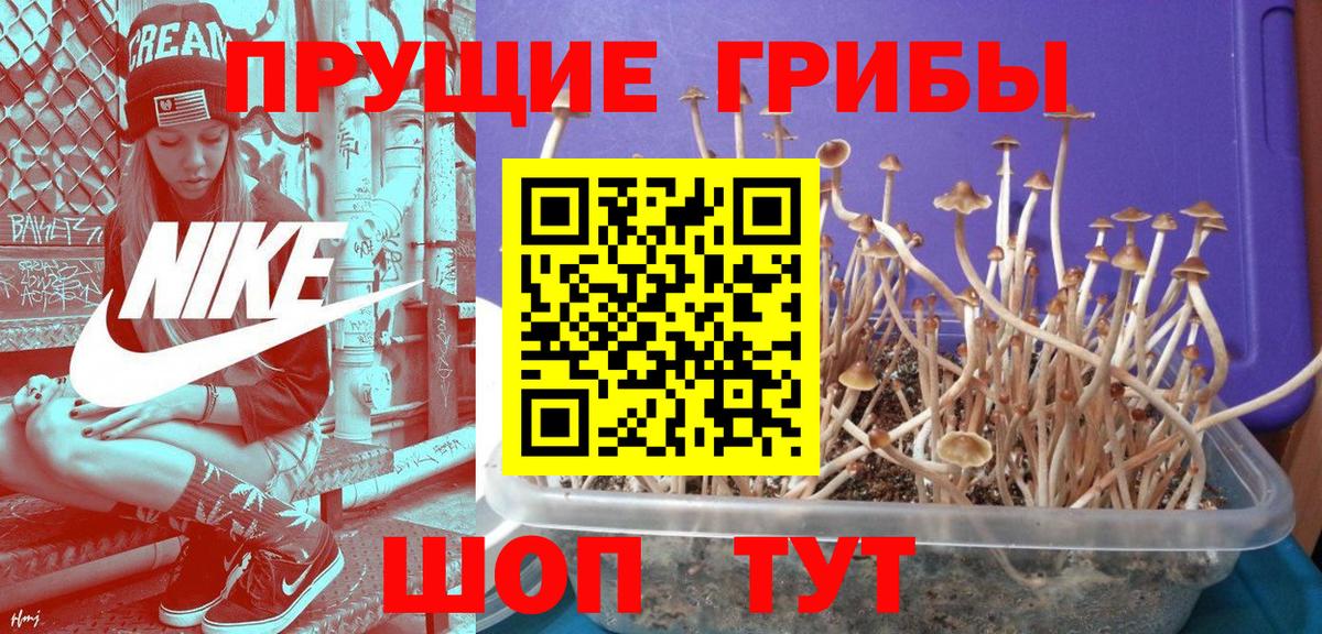 Галлюциногенные грибы прущие грибы Россия